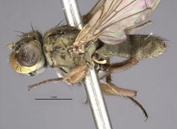 Media type: image;   Entomology 11181 Aspect: habitus lateral view